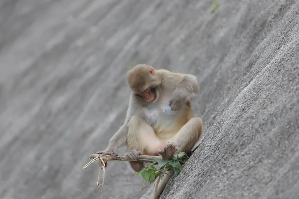 Monkey at Hong Kong, Kam Shan Country Park 2019 — стоковое фото