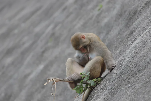 Macaco no hong kong, Kam Shan Country Park 2019 — Fotografia de Stock