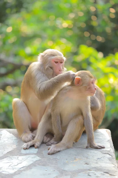 Monyet di hong kong, Taman Negara Kam Shan 2019 — Stok Foto