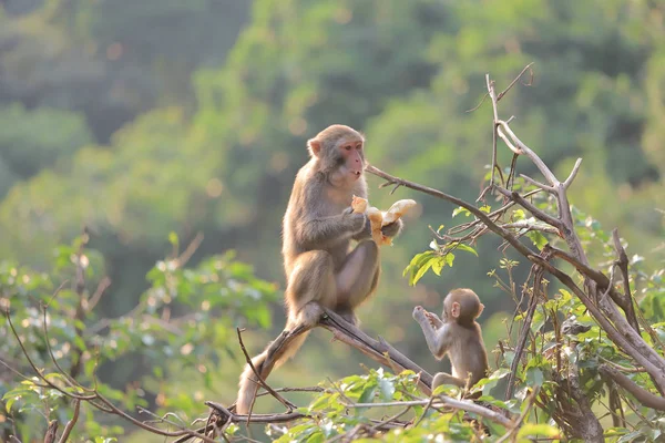 Affe am Hongkong, kam shan country park 2019 — Stockfoto