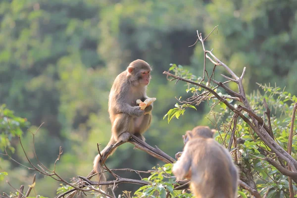 Affe am Hongkong, kam shan country park 2019 — Stockfoto