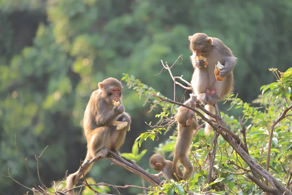 Monkey at hong kong, Kam Shan Country Park 2019 — Stock Photo, Image