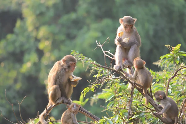 Macaco no hong kong, Kam Shan Country Park 2019 — Fotografia de Stock