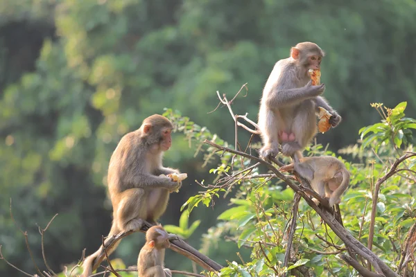 Monkey at hong kong, Kam Shan Country Park 2019 — Stock Photo, Image