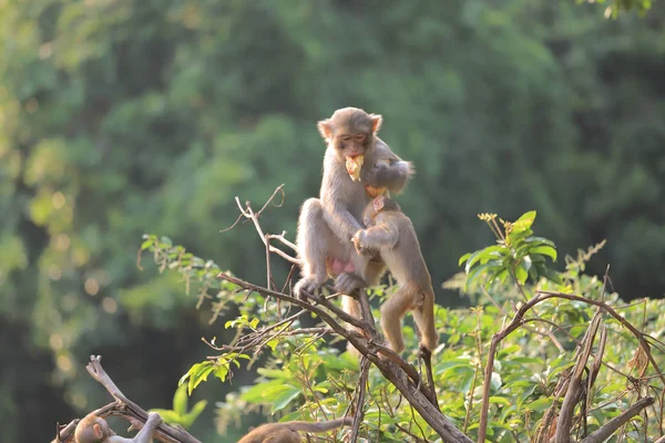 Monyet di hong kong, Taman Negara Kam Shan 2019 — Stok Foto