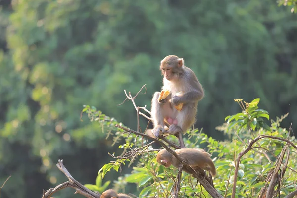 Majom a Hong Kong, Kam Shan Country Park 2019 — Stock Fotó