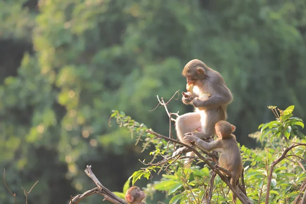 Mono en Hong Kong, Kam Shan Country Park 2019 — Foto de Stock