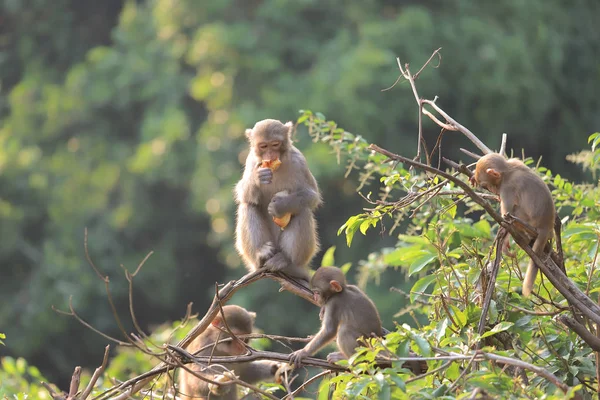 हांगकांग, काम शान कंट्री पार्क 2019 में बंदर — स्टॉक फ़ोटो, इमेज