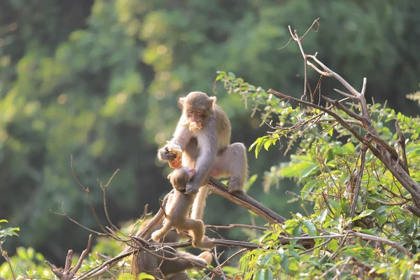 Scimmia a Hong Kong, Kam Shan Country Park 2019 — Foto Stock