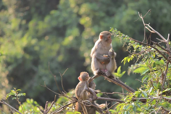 Monkey w: Hong Kong, Kam Shan Country Park 2019 — Zdjęcie stockowe