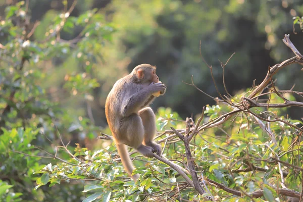 Monyet di hong kong, Taman Negara Kam Shan 2019 — Stok Foto