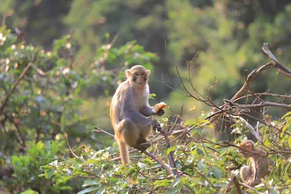 Mono en Hong Kong, Kam Shan Country Park 2019 — Foto de Stock