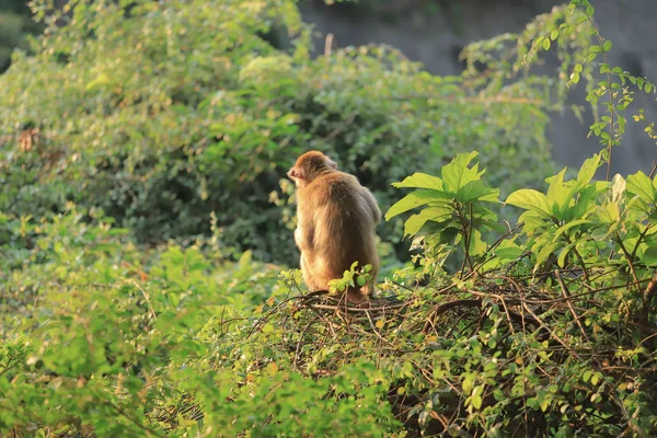 Macaco no hong kong, Kam Shan Country Park 2019 — Fotografia de Stock