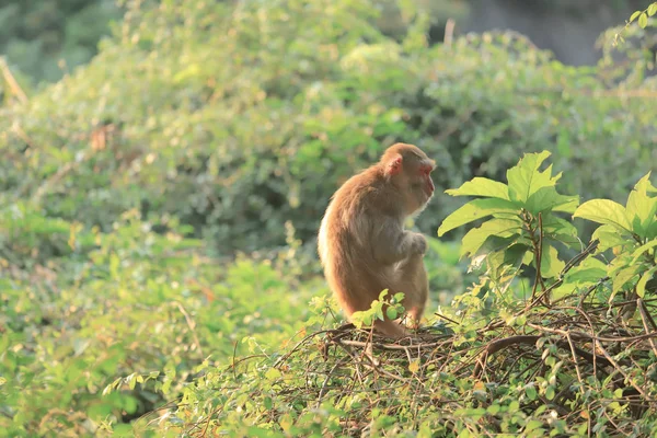 Macaco no hong kong, Kam Shan Country Park 2019 — Fotografia de Stock