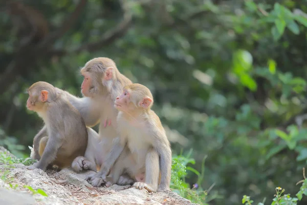 Mono en Hong Kong, Kam Shan Country Park 2019 — Foto de Stock