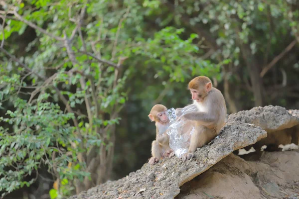 Macaco no hong kong, Kam Shan Country Park 2019 — Fotografia de Stock