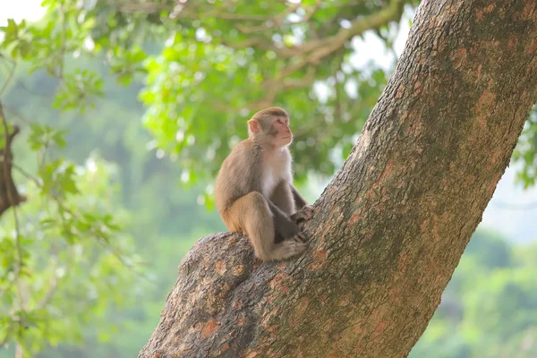 Μαϊμού στο Χονγκ Κονγκ, εξοχικό πάρκο Καμ σαν 2019 — Φωτογραφία Αρχείου