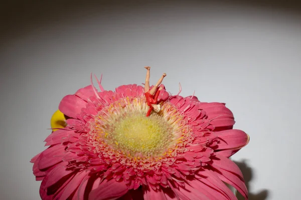 미니 그림은 꽃에 체조를 재생 — 스톡 사진