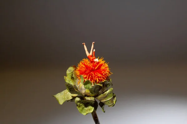 Міні фігура грає Гімнастика на квітці — стокове фото