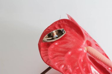 Küçük bir figür Anthurium andraeanum Linden 'da balık tutuyor.