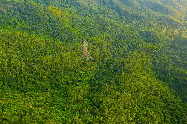 绿叶植物背景常绿自然 — 图库照片