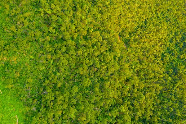 Um verde folhas planta fundo natureza perene — Fotografia de Stock