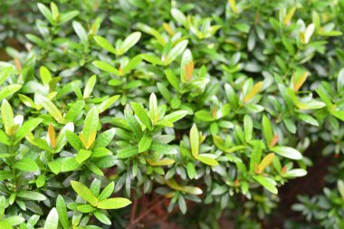 Yeşil yaprağın doğal yeşil arka planı