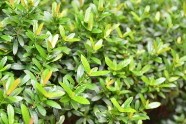 Yeşil yaprağın doğal yeşil arka planı