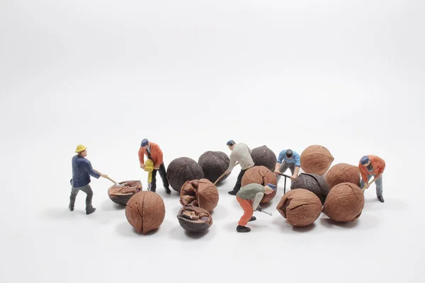 Творческая Концепция Миниатюрными Людьми Рабочие Рубят Орехи — стоковое фото