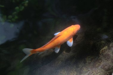 Balık yapay bir gölette yüzüyor, yukarıdan görünüyor.