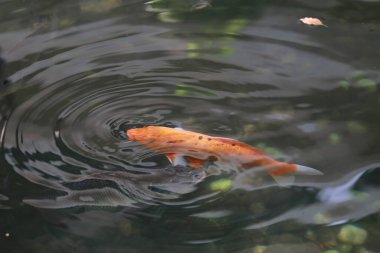 Balık yapay bir gölette yüzüyor, yukarıdan görünüyor.