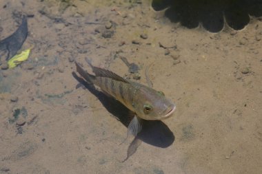 Balık yapay bir gölette yüzüyor, yukarıdan görünüyor.
