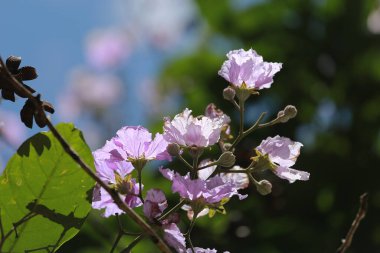 Mor bir Handroanthus çiçeğinin güzelliği..