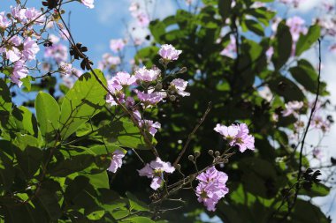 Mor bir Handroanthus çiçeğinin güzelliği..