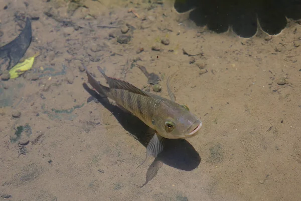 Ikan Mengambang Kolam Buatan Tampilan Dari Atas — Stok Foto