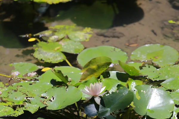High Angle View Lily Pads Pond Nature — Stok Foto