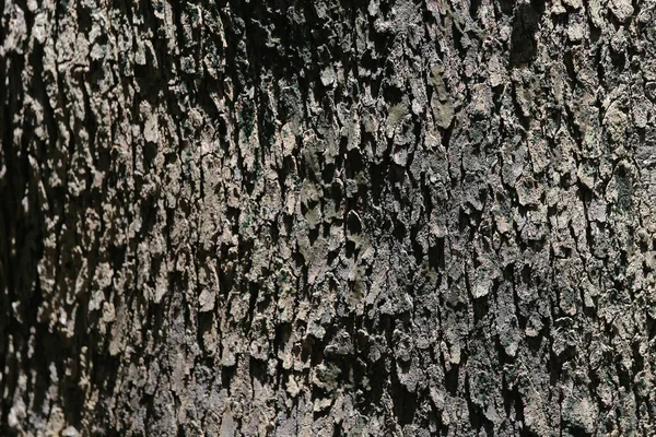 Pine Tree Bark Seamless Texture Photo Texture — 스톡 사진