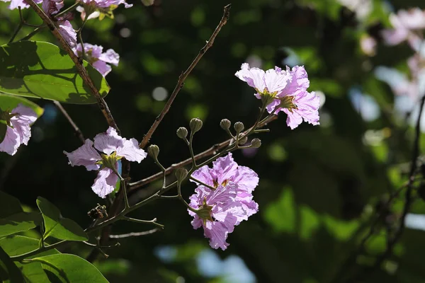 Piękny Purpurowy Handroanthus Chrysotrichus Kwiat — Zdjęcie stockowe