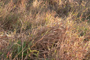 1 Ocak 2007 Wilson Patikası 3, Hong Kong