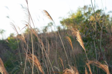 1 Ocak 2007 Wilson Patikası 3, Hong Kong