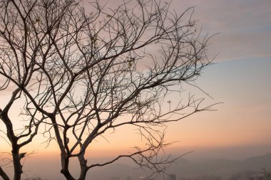 1 Ocak 2007 Wilson Patikası 3, Hong Kong