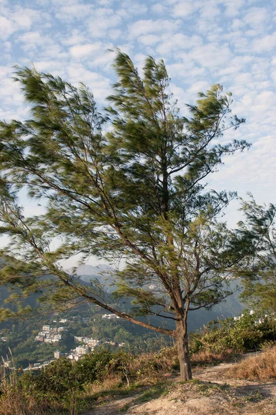 Ocak 2007 Wilson Patikası Hong Kong — Stok fotoğraf