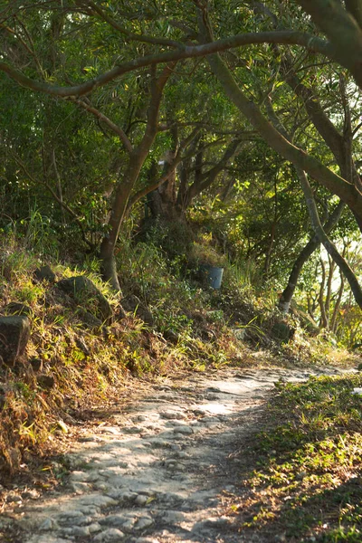 Jan 2007 Nature View Wilson Trail Hong Kong — стокове фото