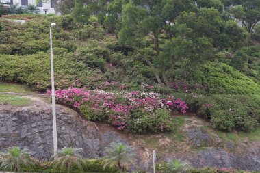 31 Mart 2007 'de Hong Kong' daki şehir parkında doğa manzarası 