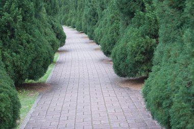 Yeşil tepe yolu olan orman manzarası.