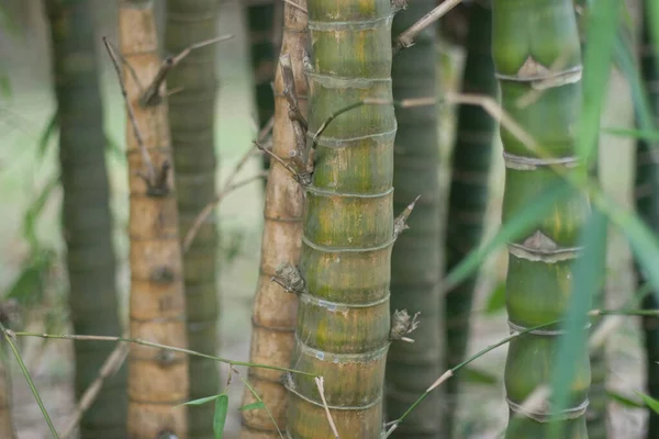 Skogens Bambu Naturlig Bakgrund Mars 2007 — Stockfoto