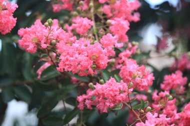Bahçede çiçek açan bir buket taze Lagerstroemia İndika çiçeği.