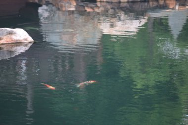 Doğa teması, havuzdaki Koi balığı. Yeşil, bahçe. 13 Haziran 2020