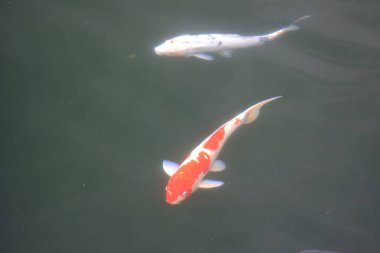 Doğa teması, havuzdaki Koi balığı. Yeşil, bahçe. 13 Haziran 2020