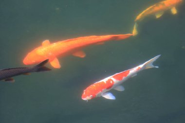 Doğa teması, havuzdaki Koi balığı. Yeşil, bahçe. 13 Haziran 2020